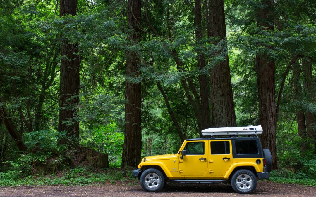 Albee Creek, Humboldt Redwoods